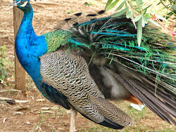 feathers lost his peacock birds pavo mzee why moulting month moult