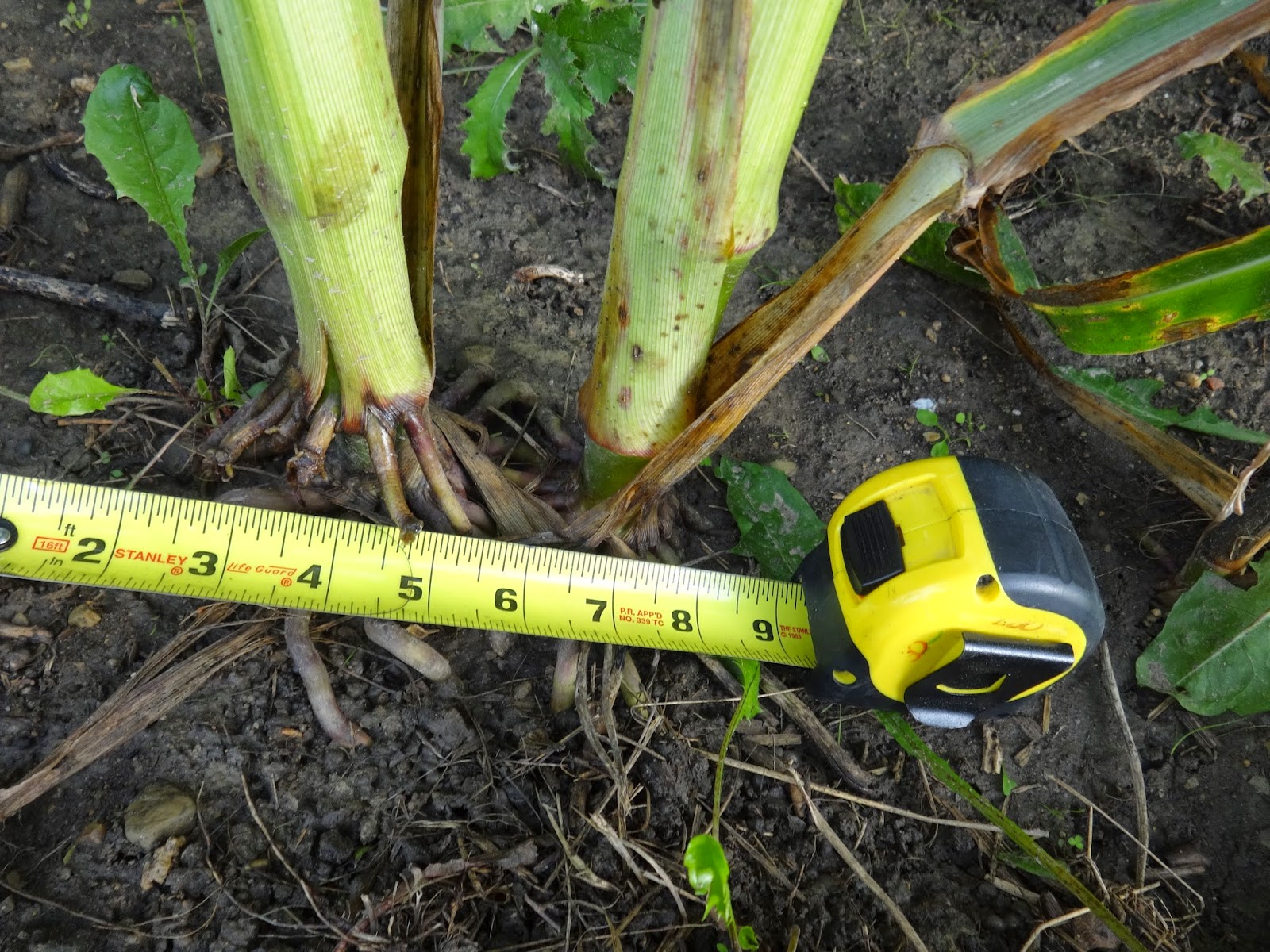 The Perennial Agriculturalist gmo and artificial selection