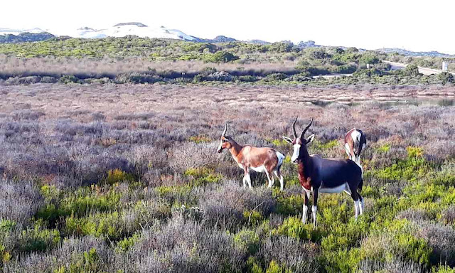 Bontebok at De Hoop Nature Reserve