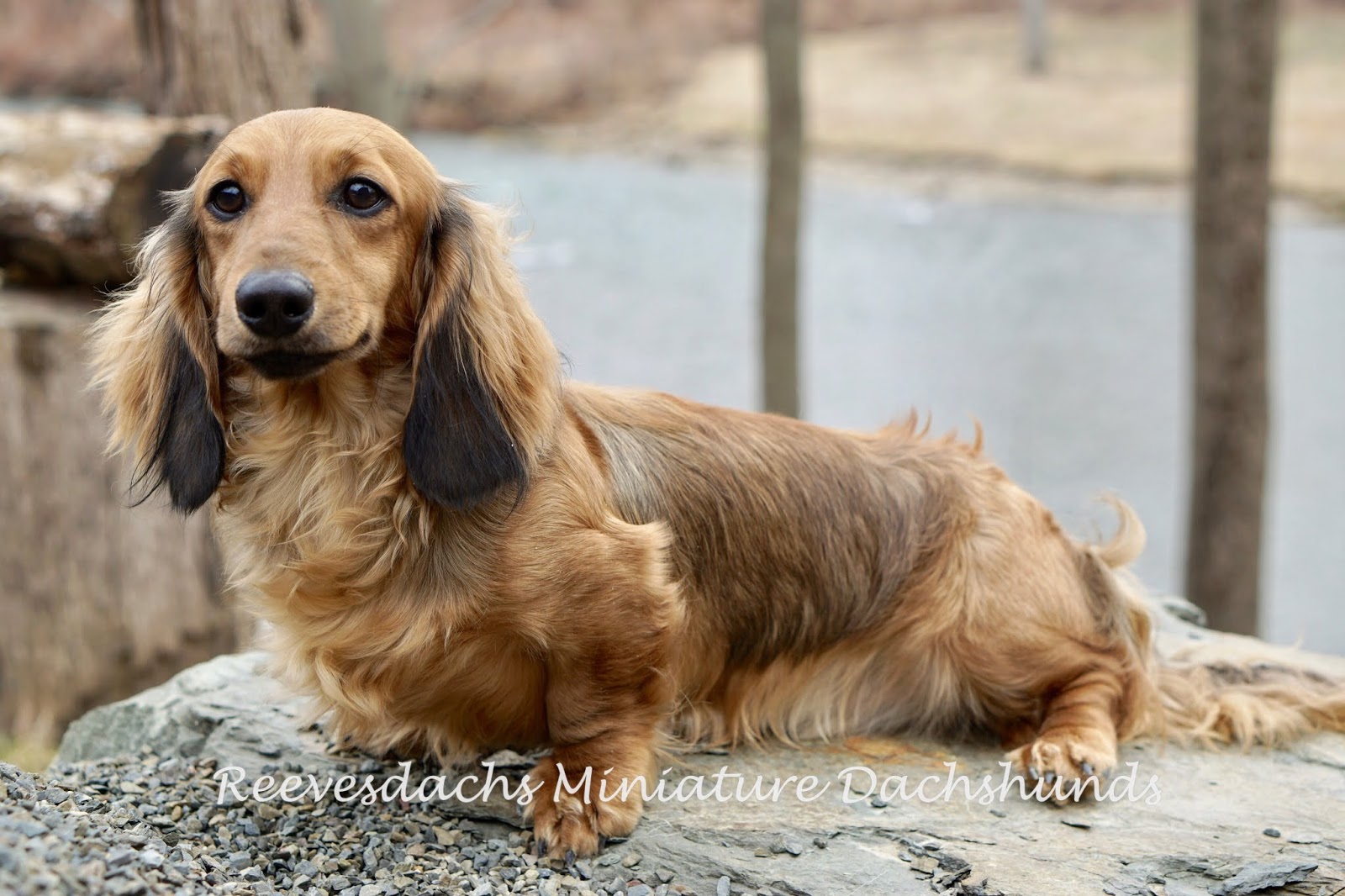 reevesdachs
