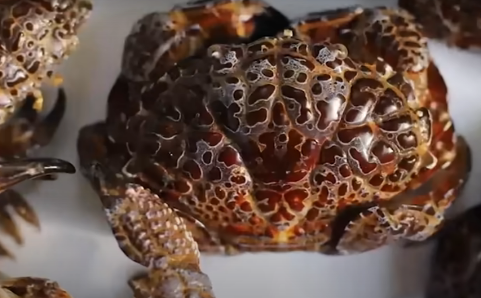 Trending Video Devil Crab o Kuret Ang Alimango Na Nakalalason at
