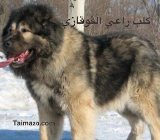 كلب الراعي القوقازي