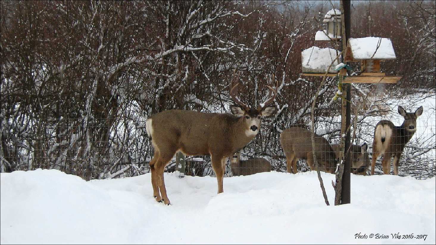 Brian Vike S British Columbia Photographs Deer Visit Bird Feeders