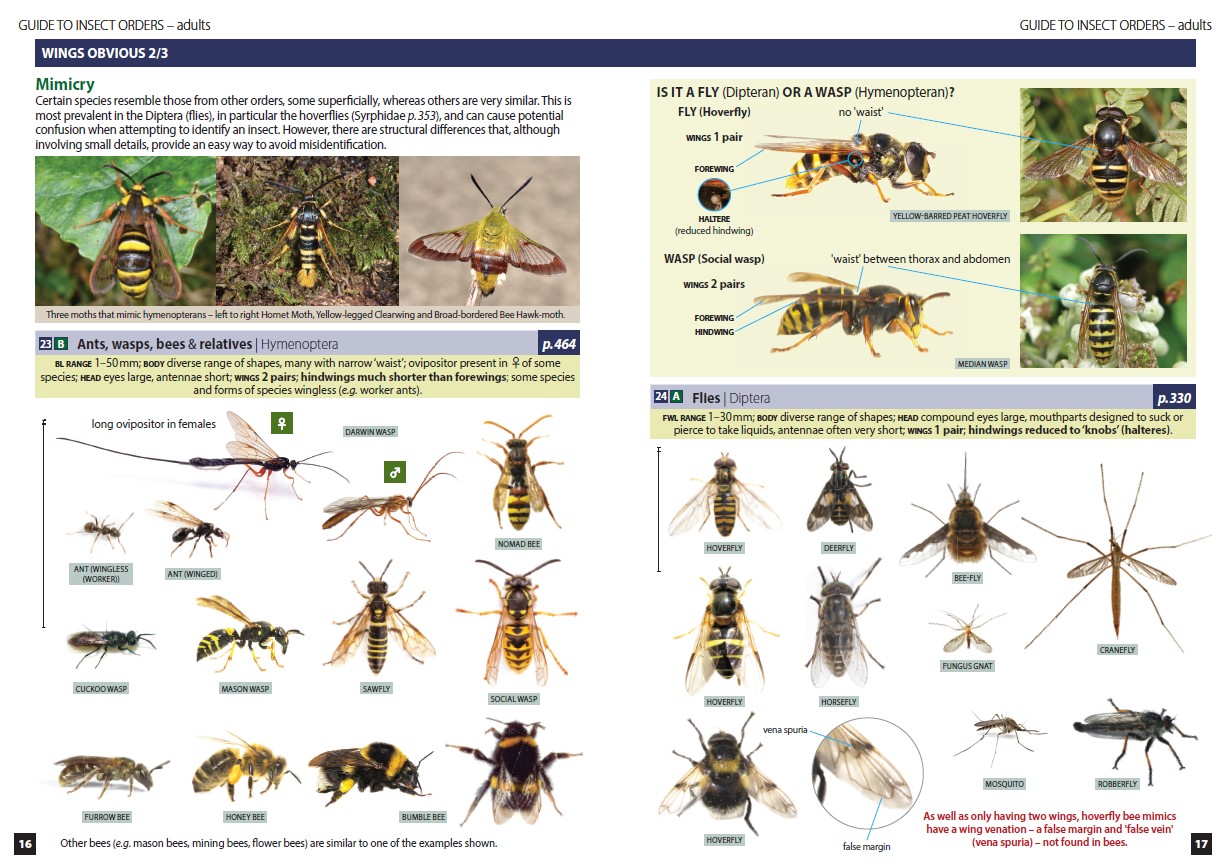 Another Bird Blog: Britain's Insects - Book Review