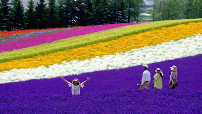 Jepang Tawarkan Kebun Lavender Jepang Tawarkan Kebun Lavender