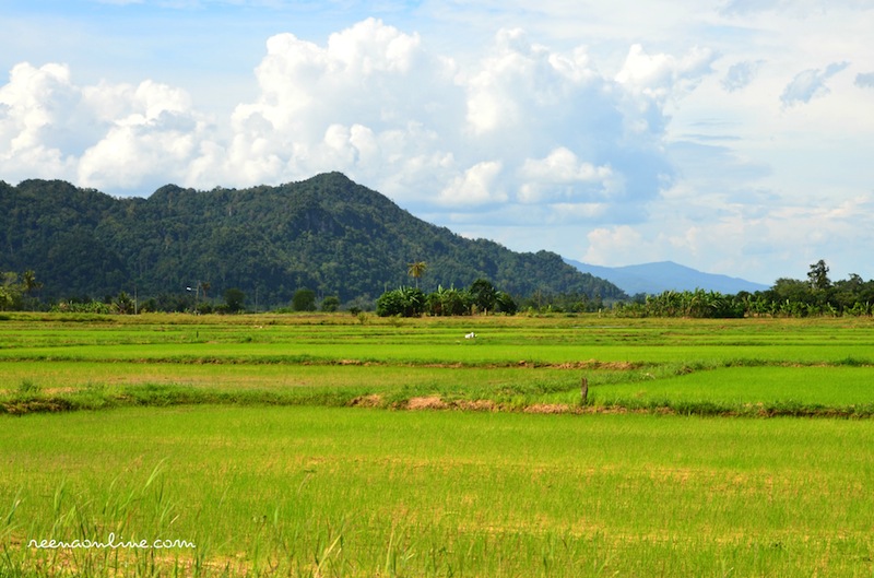 pemandangan sawah padi di kampung Pemandanganoce