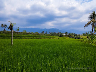 Peaceful Atmosphere Countryside Rice Fields In The Sunny Cloudy Day At Ringdikit Village North Bali Indonesia