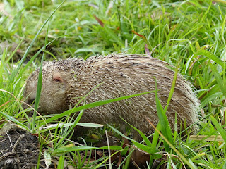Tenrec ecaudatus - Tangue - Tengue Tenrec ecaudatus - Tangue - Tengue