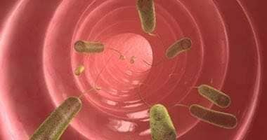 ماهى أنواع ديدان البطن وكيفية علاجها و التخلص منها نهائيا