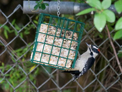 Photo of Downy Woodpecker on suet feeder