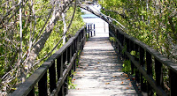 Wooden Walkway to Concho de Perla, Isabela Island, Galapagos