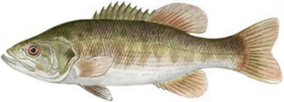 Redeye Bass (Micropterus coosae)