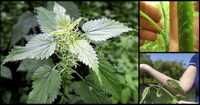 Health Benefits And Medicinal Uses Of Stinging Nettle - Dr. Farrah MD