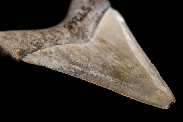 Megalodon may have been bigger than previously thought