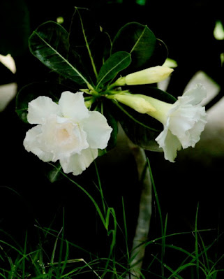 Desert rose white