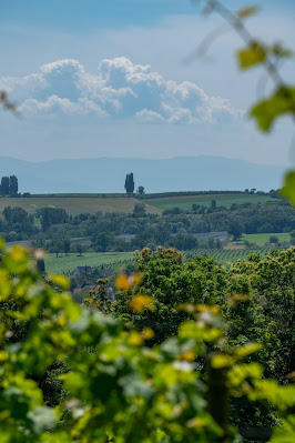 Grenzlandtour Schweigen-Rechtenbach | Bad Bergzaberner Land | Wandern Südliche Weinstraße 17