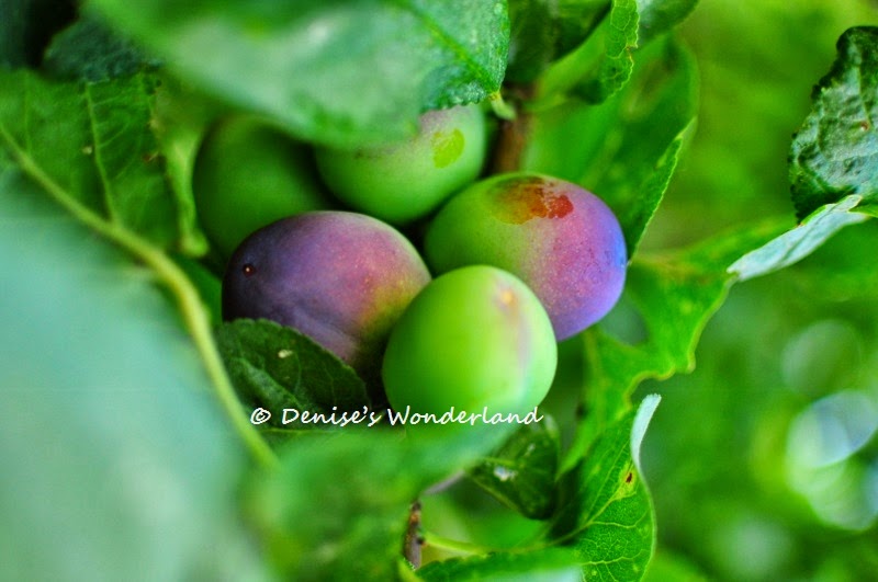 Fruits on Trees in the Netherlands Denise's Wonderland