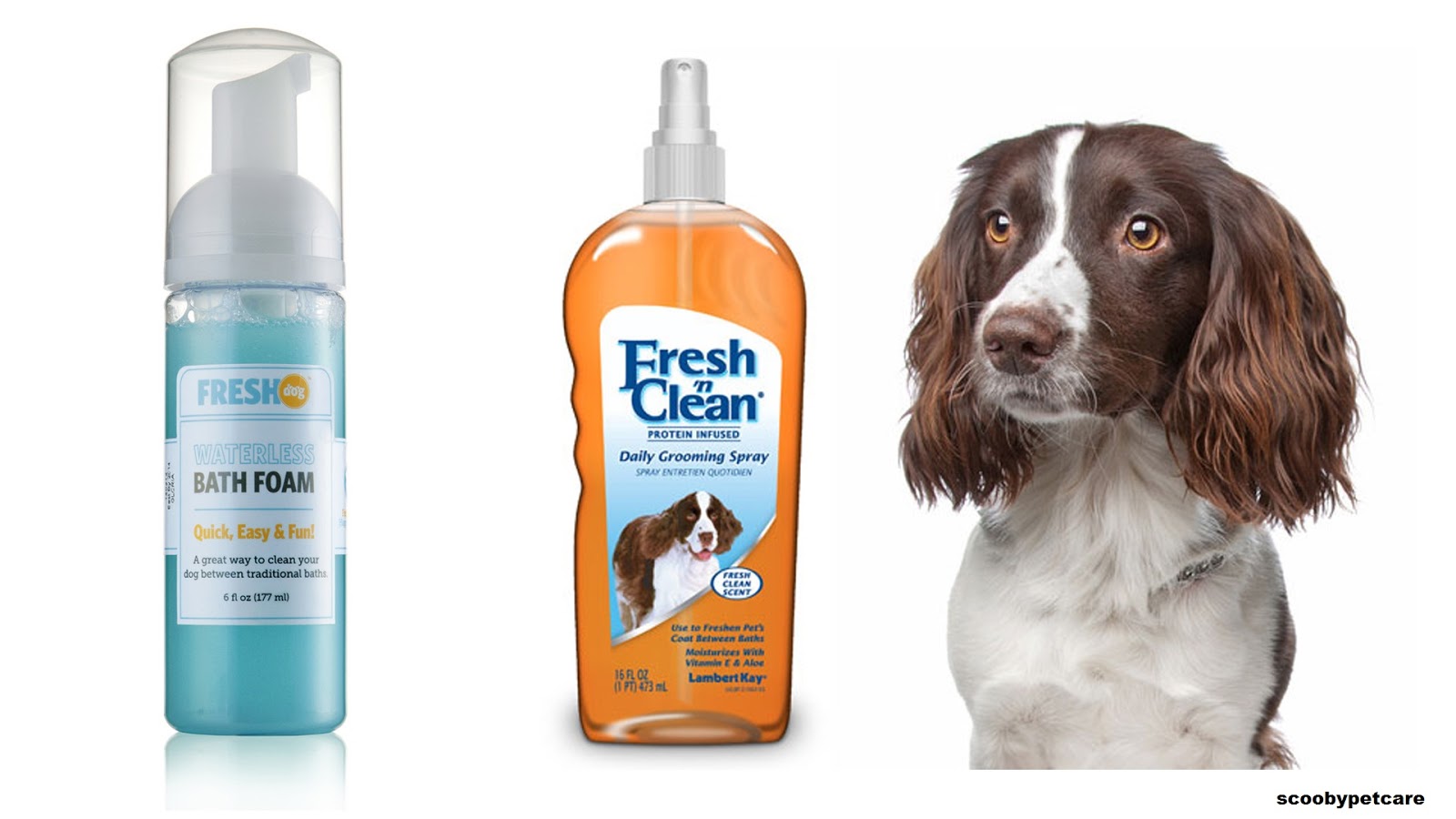 Scooby Pet Care Top 5 ways to keep your dog clean