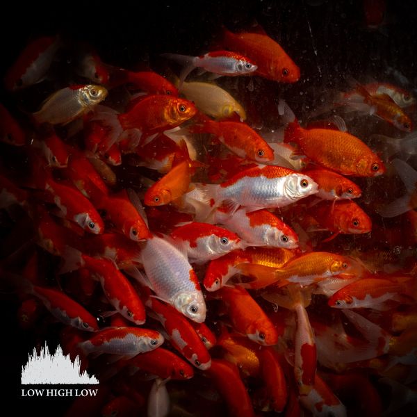 Low High Low – Singer Layla – Single