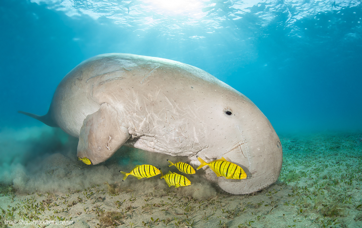 Why did sea cows go extinct? Steller's sea cow, Dugong & Manatees
