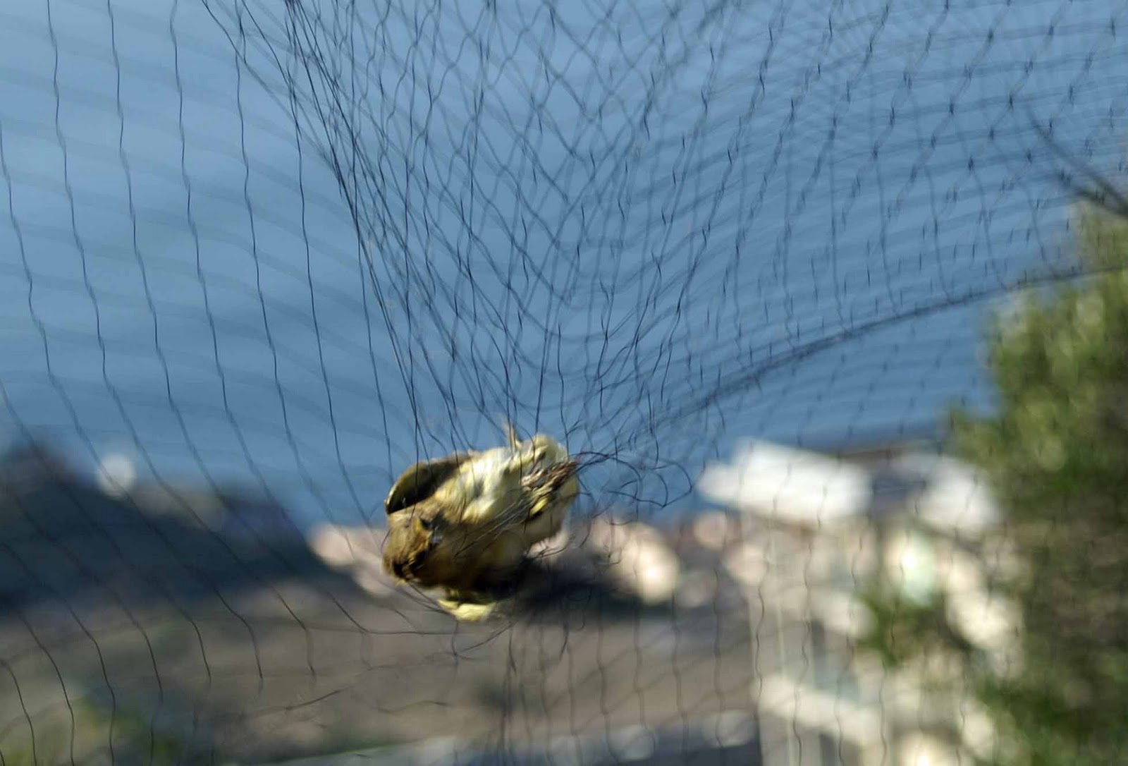 Bird In Everything Bird Mist Nets