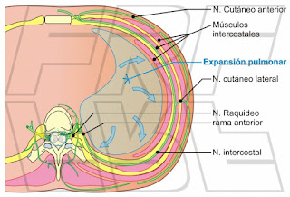 Corte axial del torax con las costillas, pulmón, y nervio intercostal,