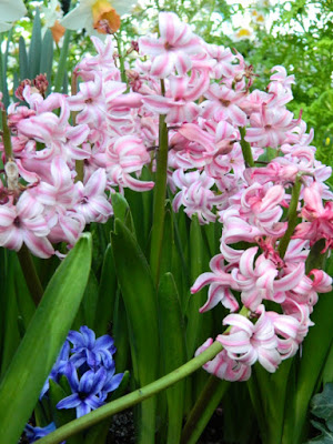Blue and pink hyacinths 2016 Allan Gardens Conservatory Spring Flower Show by garden muses-not another Toronto gardening blog