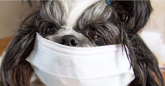Imunização contra a gripe pode oferecer conforto e bem estar para os shih tzu no inverno