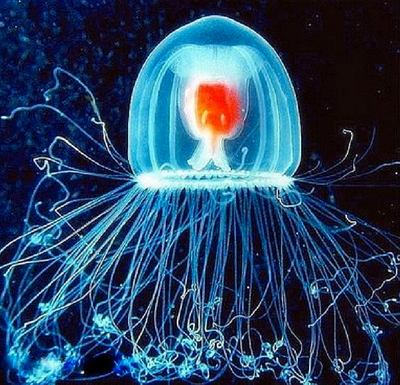 Turritopsis Dohrnii – Is It Really Immortal?