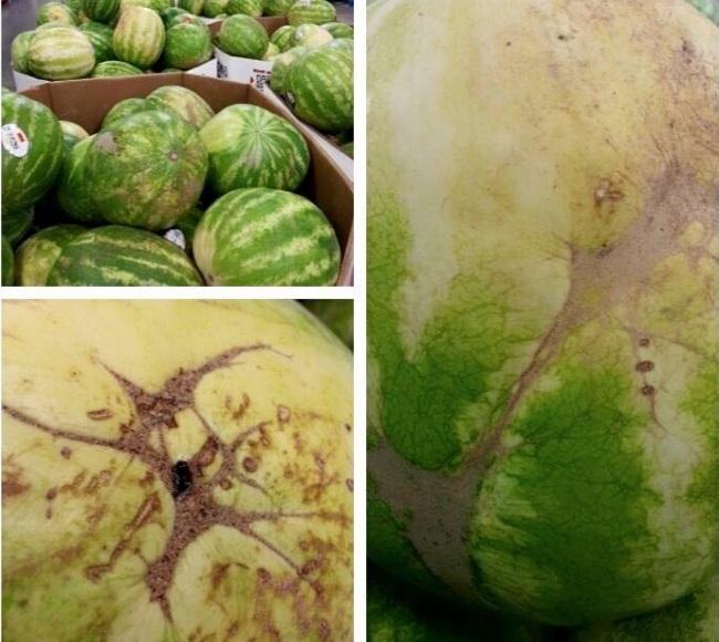 Bercak pada kulit buah semangka Bercak pada kulit buah semangka