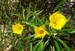 Oleander  (ओलेंडर)