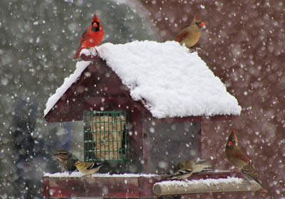 Feeding Birds in Virginia during Winter