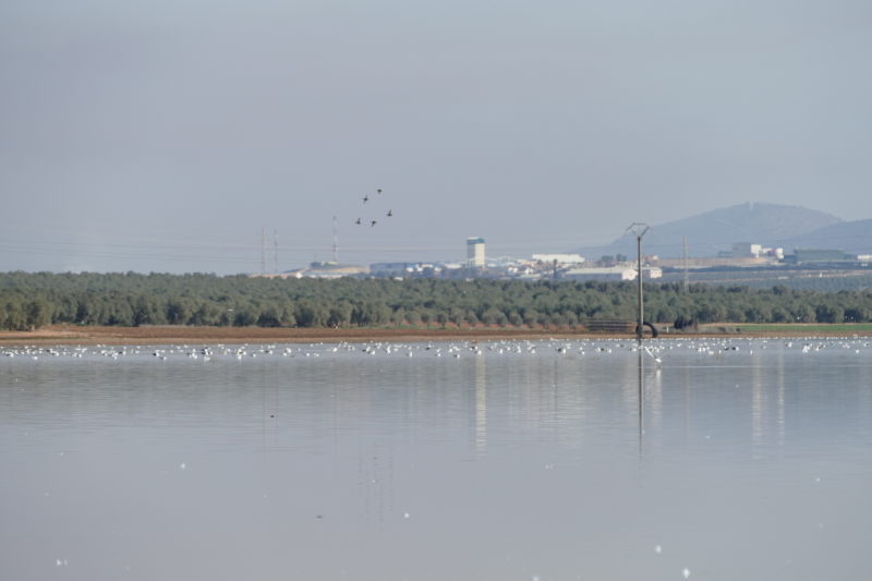 Laguna con aves. Málaga