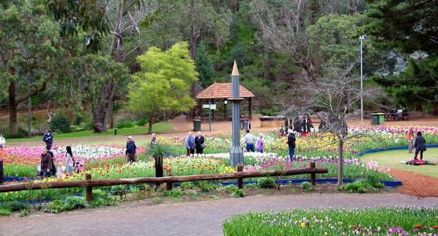 Cantiknya bunga di Araluen Botanic Park.