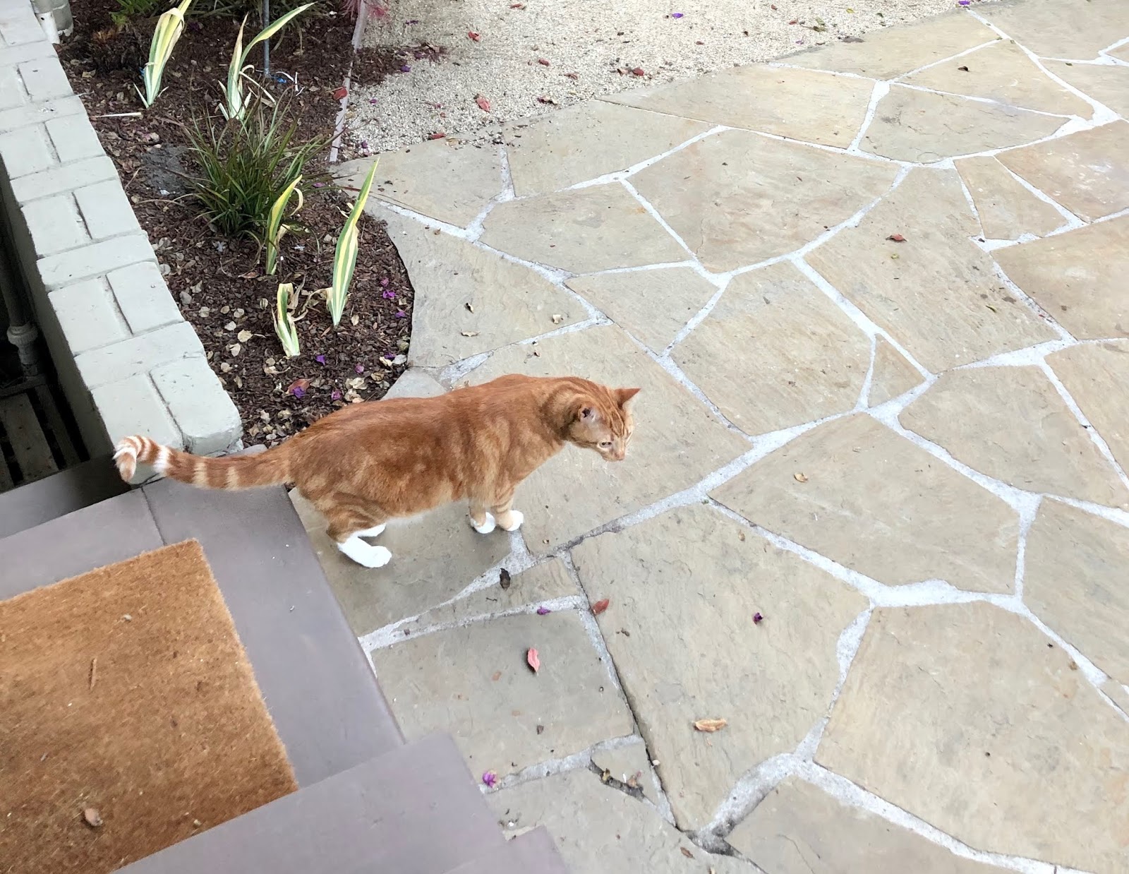 Do Cats Like the Outdoors?