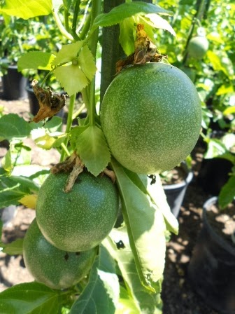 Bisnis Hobi Tanaman dan Pertanian : CARA BUDIDAYA TANAMAN BUAH MARKISA