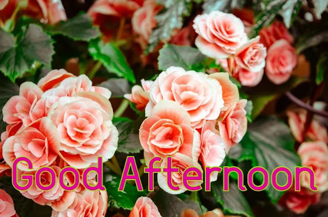 Good Afternoon HD Image Good Afternoon HD Image