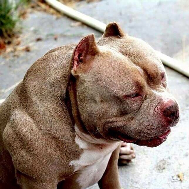 dog brown pitbull dog