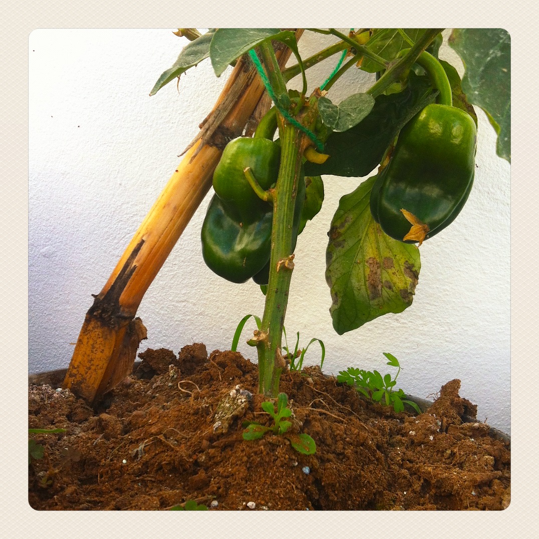 Huerto y azotea : // pimientos en enero