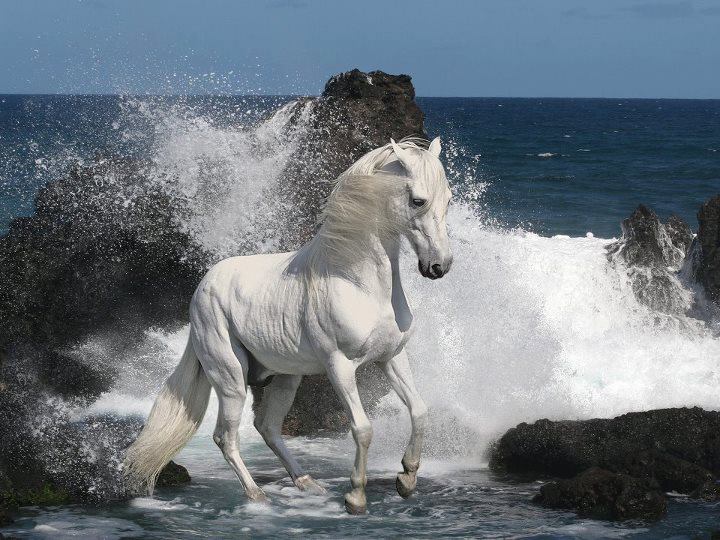 Gambarbaru Kumpulan Gambar Kuda Putih Terbaru Pantai Warna