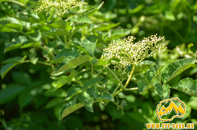 Elder plant (Lat: Sambucus nigra L.) - Flowers