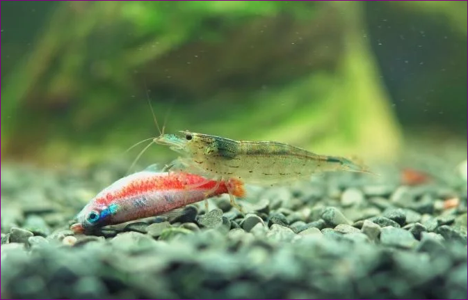 Amano shrimp Jenis Udang Hias yang Bisa Mempercantik Aquascape