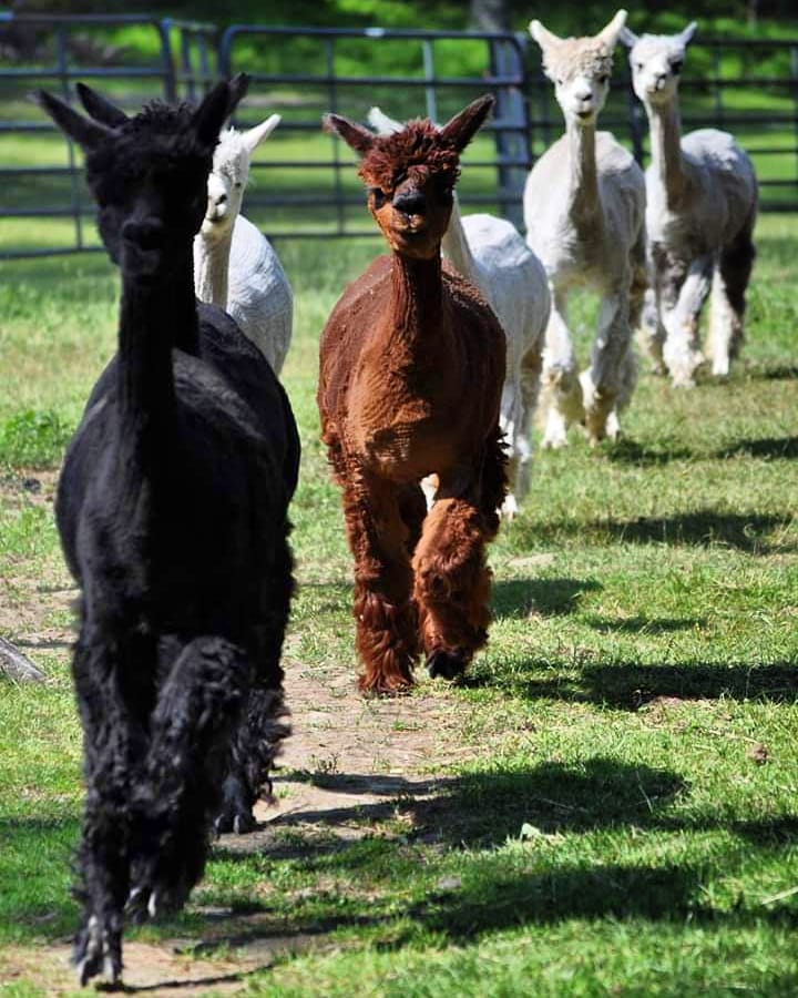 Lavender Hill Farm Alpacas