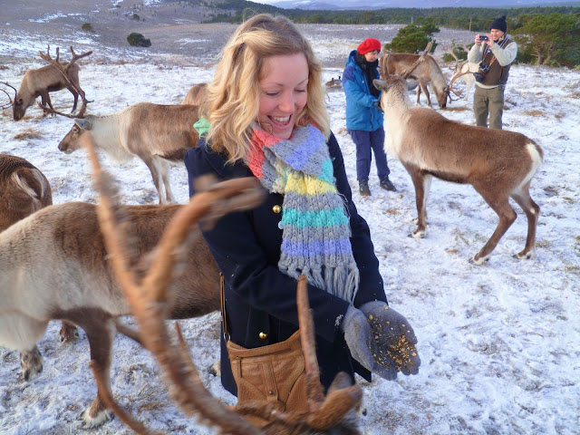 reindeer feeding