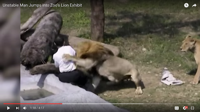 Video Mengerikan Pria yang Jatuh ke Kandang Singa