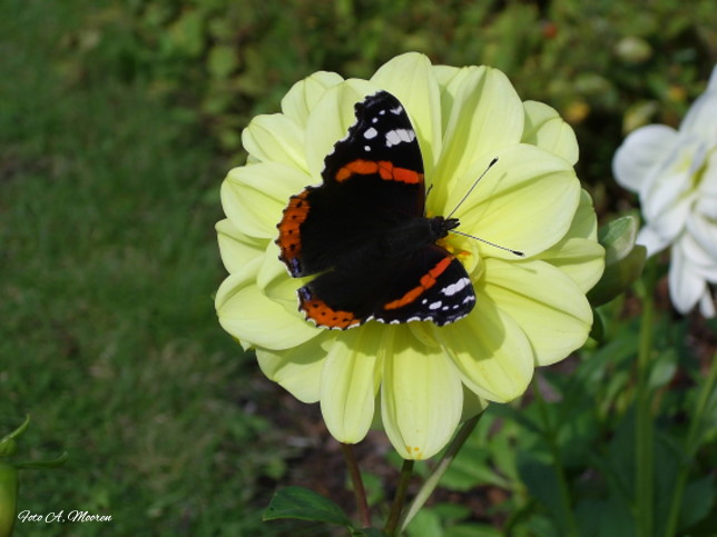 Karins Gedichte Blog Kleiner Schmetterling