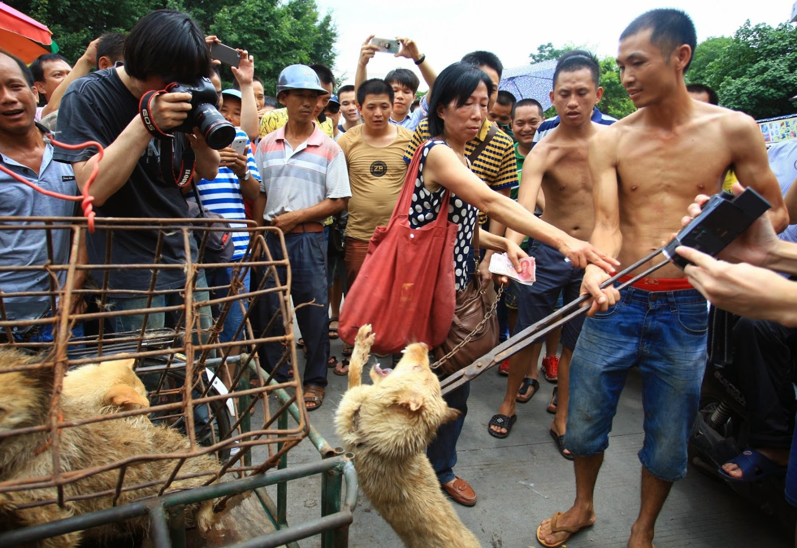 Festival de Carne de Perro en China
