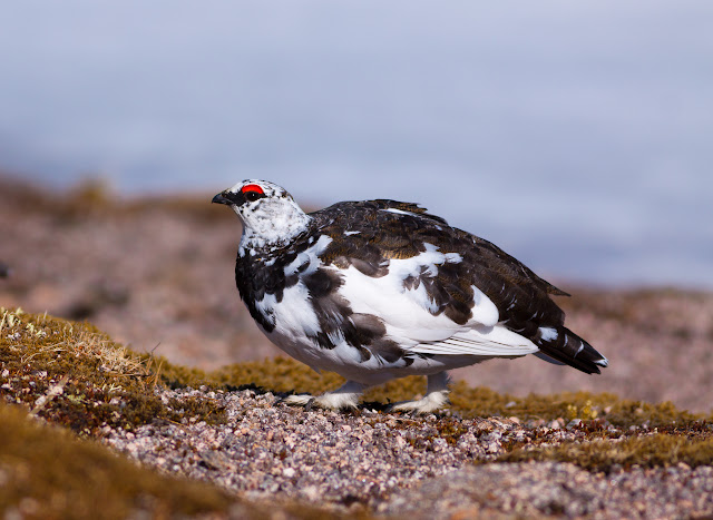 Ptarmigan - Cairngorms, Scotland