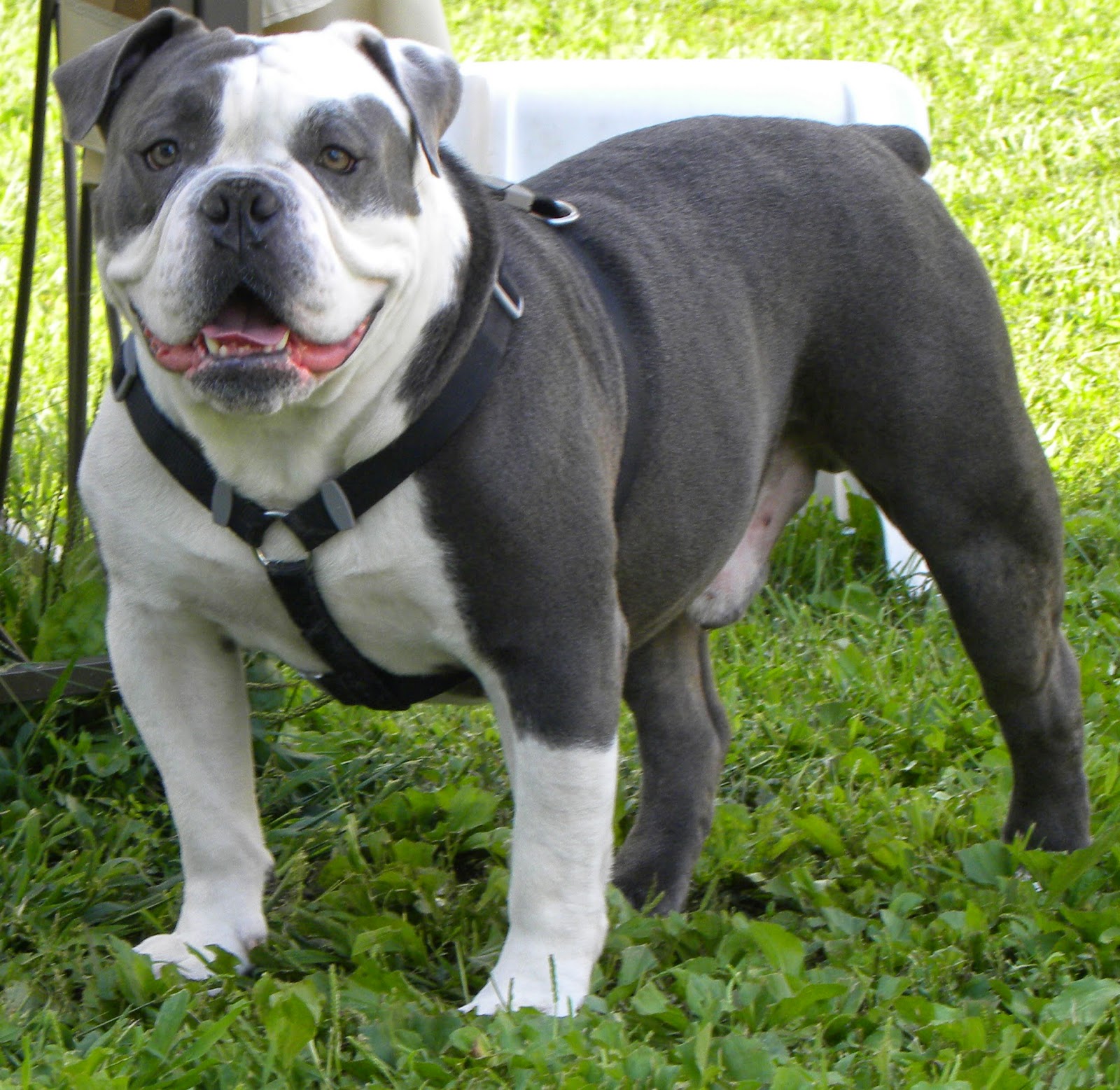 Nika's Dog Blog: 15 Bulldog Breeds You Didn't Know About
