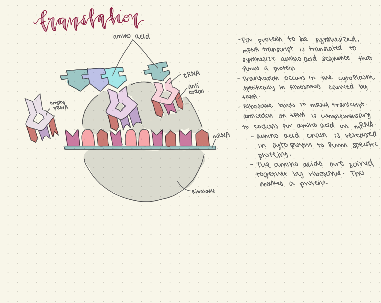 IGCSE Biology 3.18B describe the stages of protein synthesis including